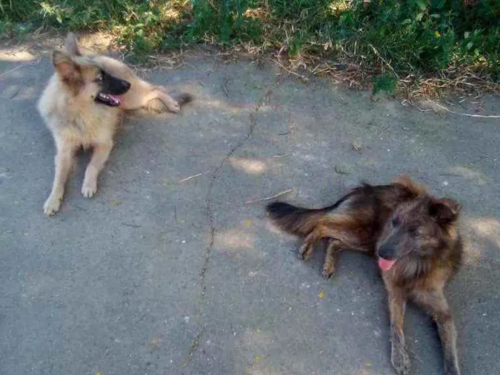 Cachorro ra a Mestiço idade 2 a 6 meses nome Rex e Diana 