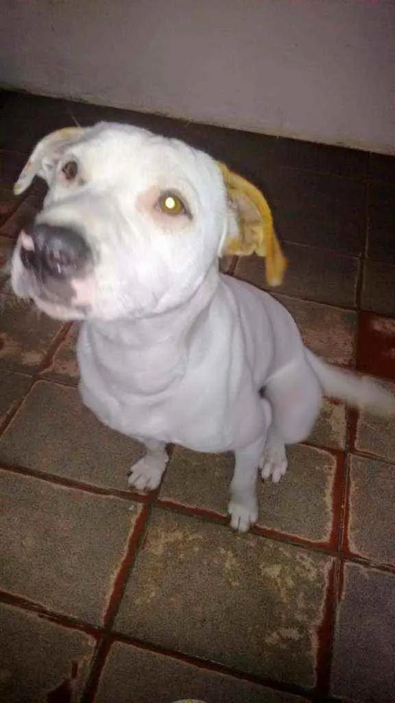 Cachorro ra a Pitbull idade 6 ou mais anos nome Kiara