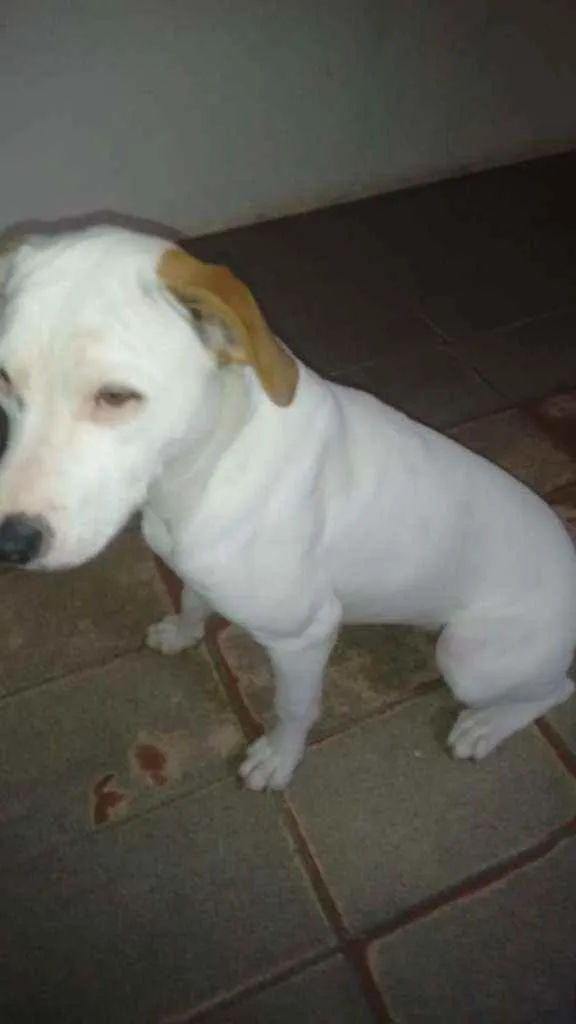 Cachorro ra a Pitbull idade 6 ou mais anos nome Kiara