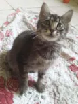 Tigresa