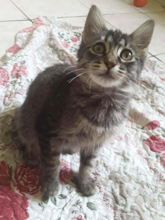 Gato ra a SRD idade 2 a 6 meses nome Tigresa