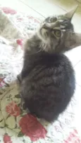 Tigresa