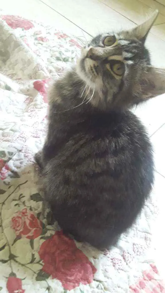 Gato ra a SRD idade 2 a 6 meses nome Tigresa