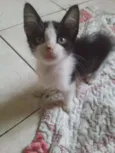 Sapeca