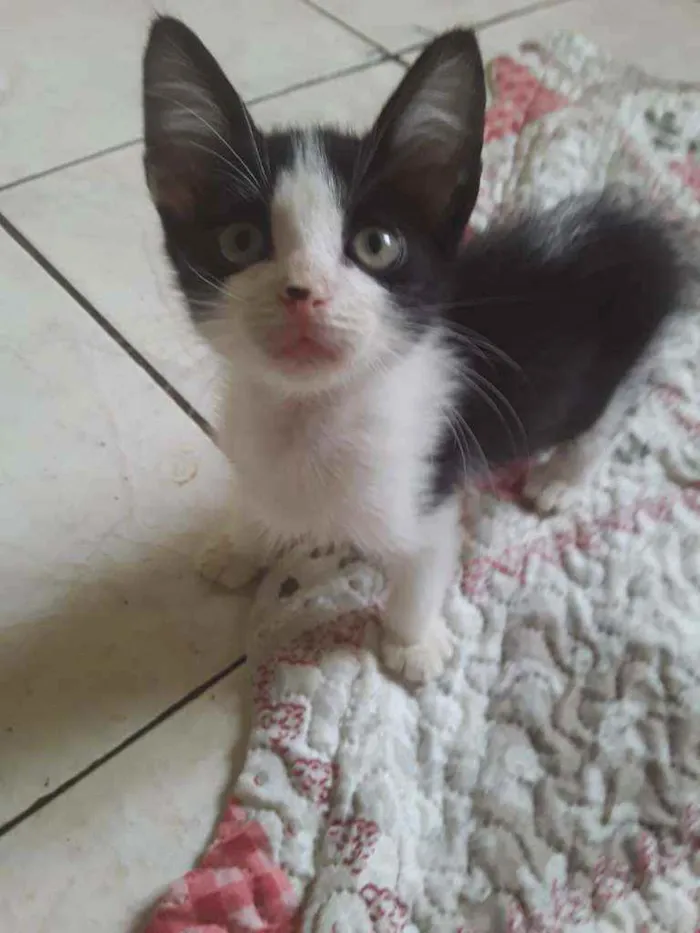 Gato ra a SRD idade 2 a 6 meses nome Sapeca