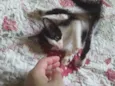 Sapeca