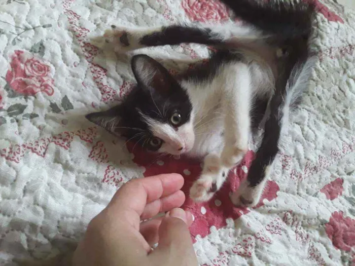 Gato ra a SRD idade 2 a 6 meses nome Sapeca