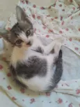 Princesa