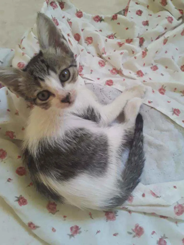 Gato ra a SRD idade 2 a 6 meses nome Princesa