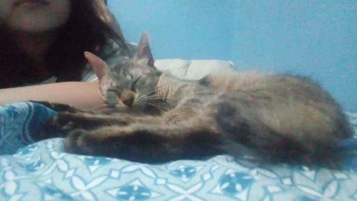 Gato ra a Vira-lata idade 7 a 11 meses nome Gatinha