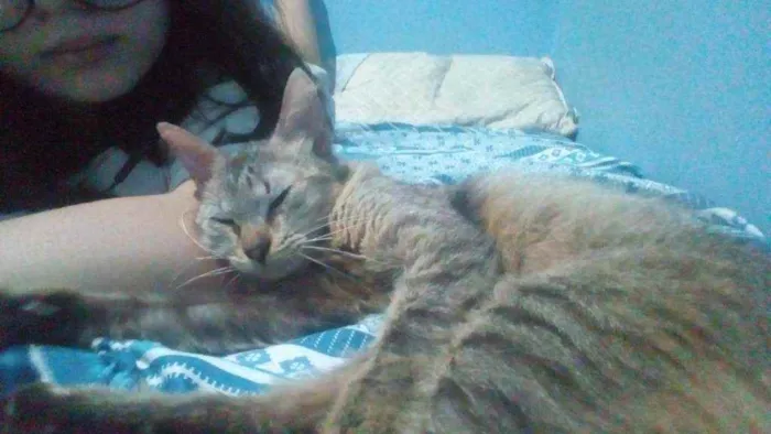 Gato ra a Vira-lata idade 7 a 11 meses nome Gatinha