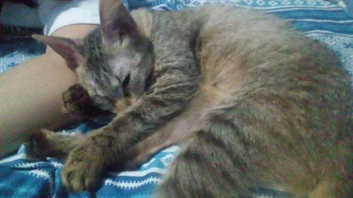 Gato ra a Vira-lata idade 7 a 11 meses nome Gatinha