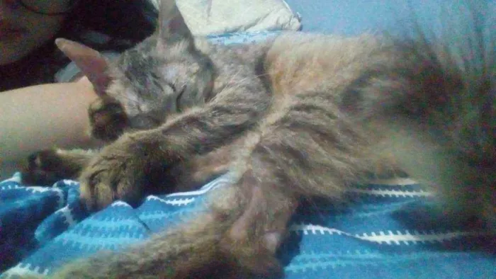 Gato ra a Vira-lata idade 7 a 11 meses nome Gatinha