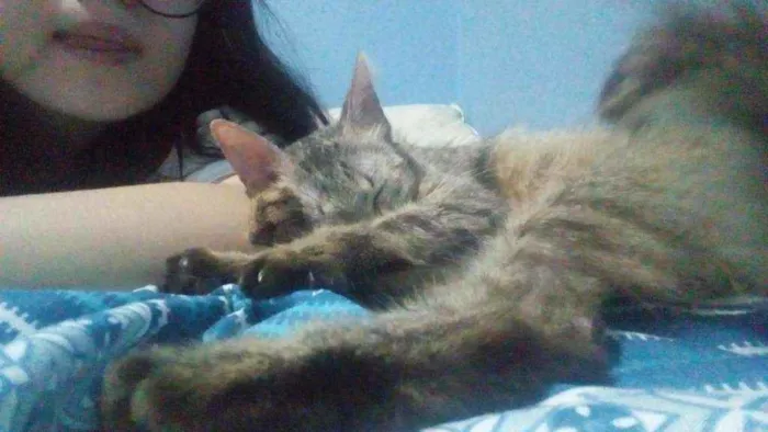 Gato ra a Vira-lata idade 7 a 11 meses nome Gatinha