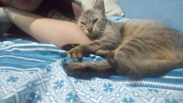 Gato ra a Vira-lata idade 7 a 11 meses nome Gatinha