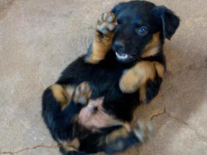 Cachorro raça Vira lata idade Abaixo de 2 meses nome Sem nome