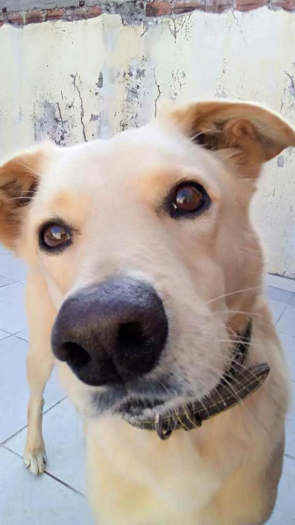 Cachorro ra a Vira-lata idade 6 ou mais anos nome Bart