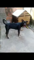 Brutus