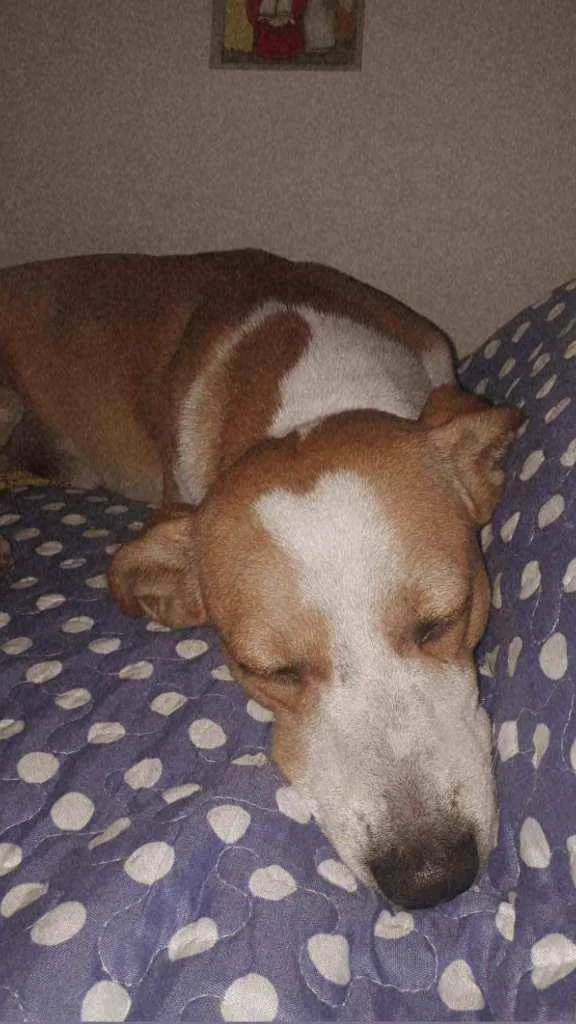 Cachorro ra a vira lata idade 2 anos nome Chiquinho