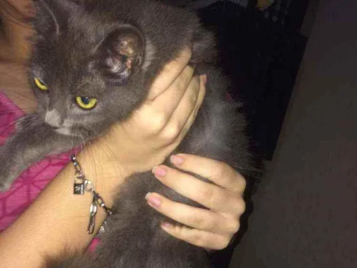 Gato ra a Persa idade 2 a 6 meses nome Gatinhas 