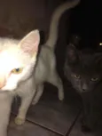 Gatinhas 