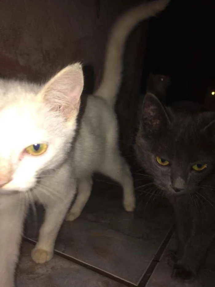 Gato ra a Persa idade 2 a 6 meses nome Gatinhas 