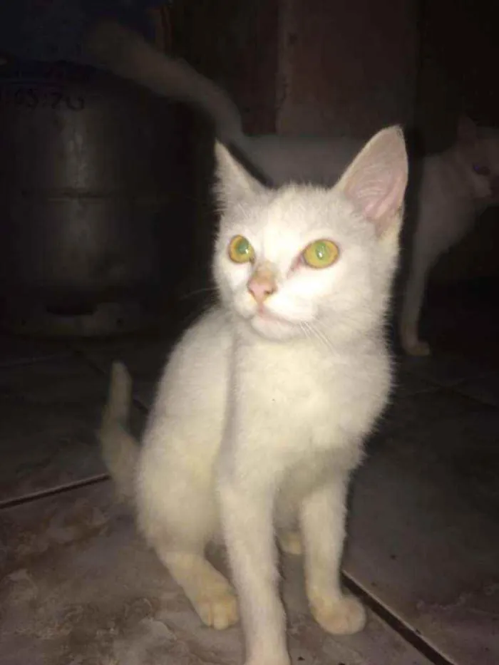 Gato ra a Persa idade 2 a 6 meses nome Gatinhas 