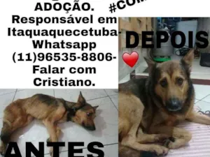 Cachorro raça  idade  nome Valente