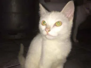 Gato raça Persa idade 2 a 6 meses nome Gatinhas 