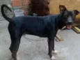 Brutus