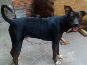 Cachorro raça Raciado idade 2 anos nome Brutus