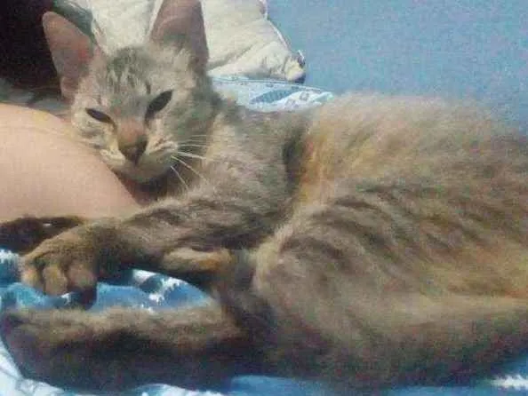 Gato ra a Vira-lata idade 7 a 11 meses nome Gatinha