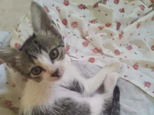Gato raça SRD idade 2 a 6 meses nome Princesa