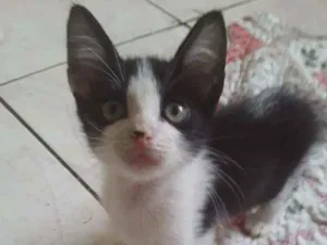 Gato raça SRD idade 2 a 6 meses nome Sapeca