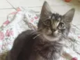 Tigresa