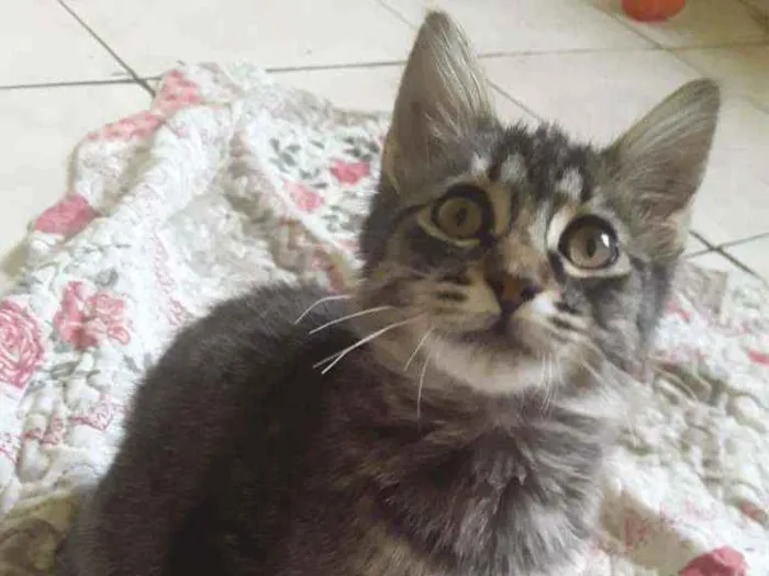 Gato ra a SRD idade 2 a 6 meses nome Tigresa