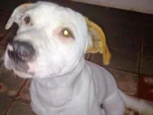 Cachorro raça Pitbull idade 6 ou mais anos nome Kiara