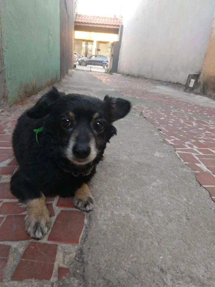 Cachorro ra a Vira Lata idade 6 ou mais anos nome Rebeca