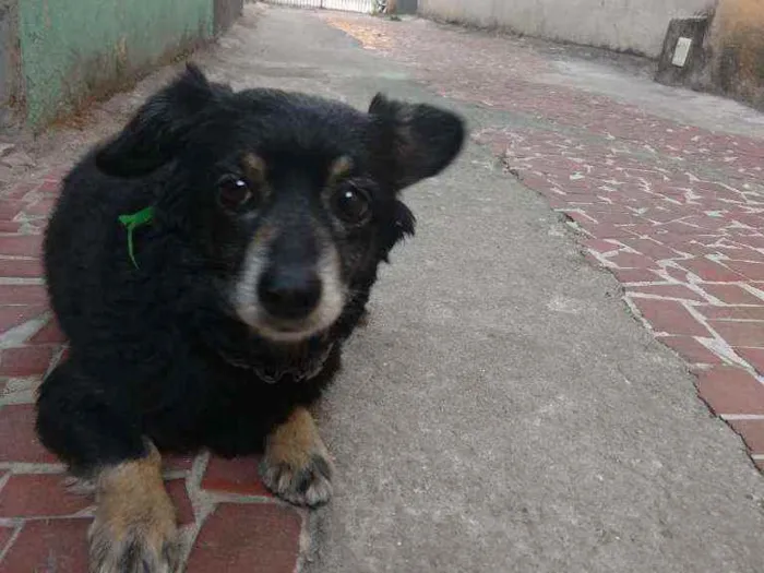 Cachorro ra a Vira Lata idade 6 ou mais anos nome Rebeca