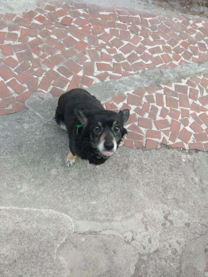 Cachorro ra a Vira Lata idade 6 ou mais anos nome Rebeca