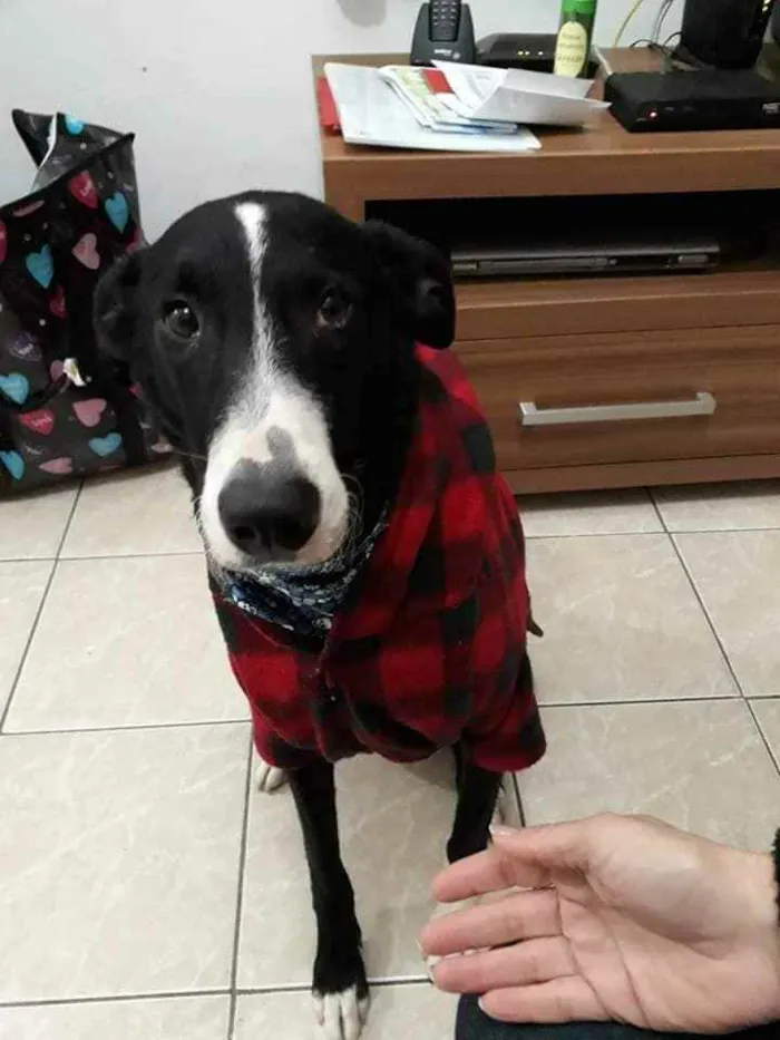 Cachorro ra a SRD (sem raça definida) idade 4 anos nome Theo 