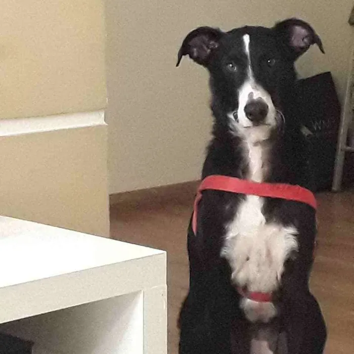 Cachorro ra a SRD (sem raça definida) idade 4 anos nome Theo 