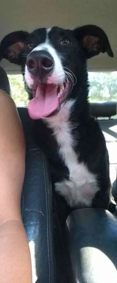 Cachorro ra a SRD (sem raça definida) idade 4 anos nome Theo 