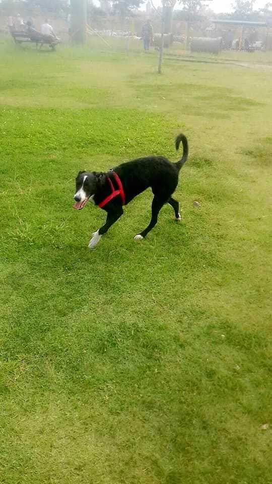 Cachorro ra a SRD (sem raça definida) idade 4 anos nome Theo 