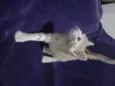 Bebês