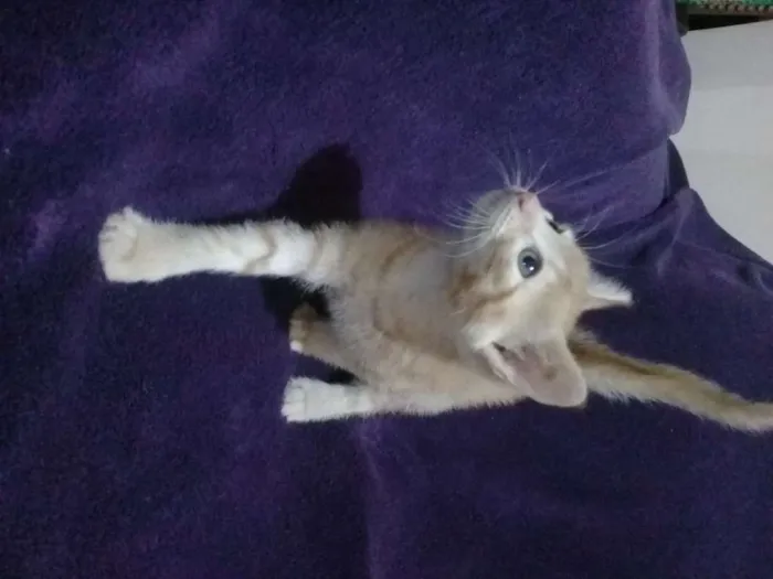 Gato ra a Sem raça definida idade Abaixo de 2 meses nome Bebês