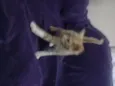 Bebês