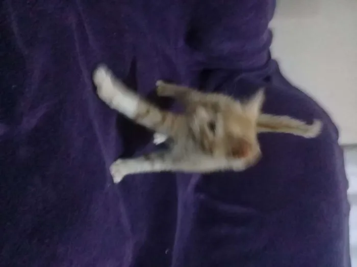 Gato ra a Sem raça definida idade Abaixo de 2 meses nome Bebês