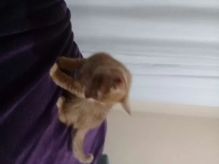 Gato ra a Sem raça definida idade Abaixo de 2 meses nome Bebês