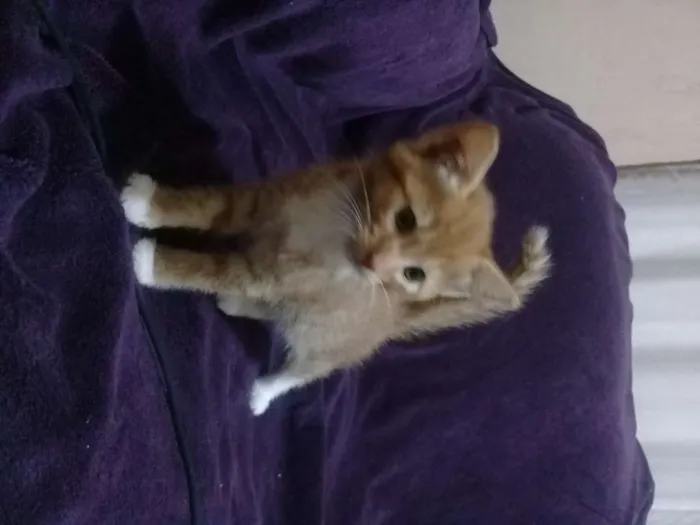 Gato ra a Sem raça definida idade Abaixo de 2 meses nome Bebês